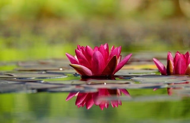 water lily red bloom