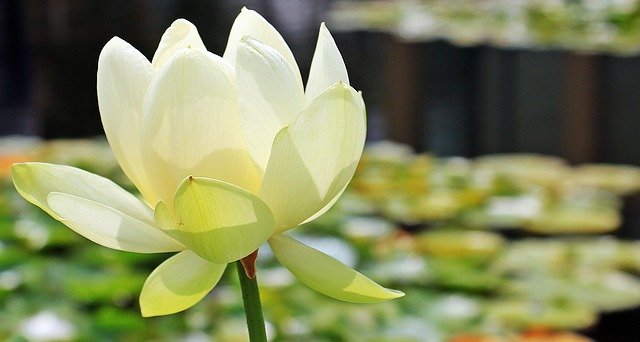 white lotus flowe